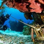 Reef Diving in Cozumel