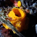 Yellow Tube Sponge on Corals