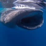 whale-shark-art-and-water