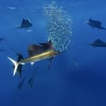 Segelfisch bei der Sardinenjagd