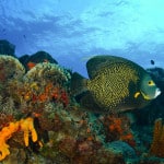 reef_5