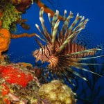 reef_6