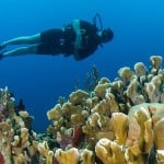 scuba diver next to coral reefs
