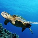 green-turtle