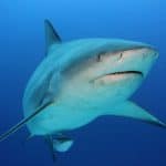 bull shark front