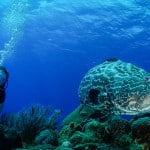 reef_2_1