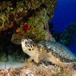 reef_2_2