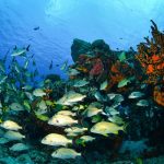 reef_2_4