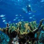 snorkeling_2