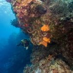 Cozumel Diving