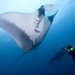 manta-ralf-antonia-socorro