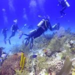 saona-diving